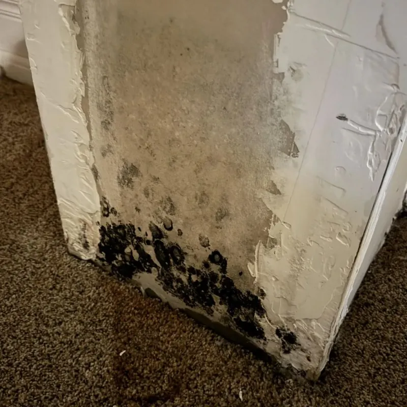 Professional Mold Removal in Saint Paul, IN